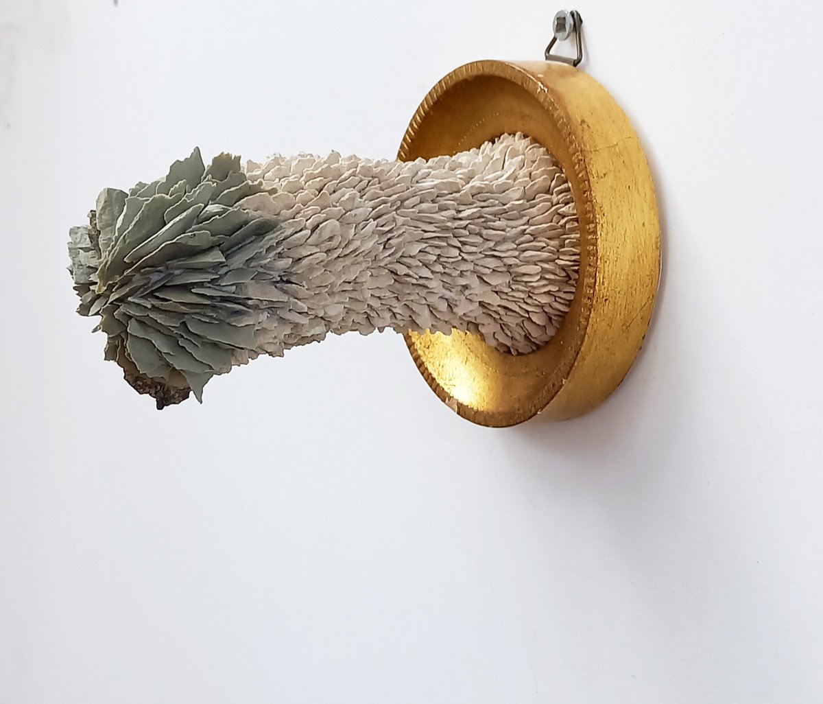 Organic Botanical Sculpture By Emanuela Camacci, 3 X 3, A Beautiful Cactus, Original Artwork