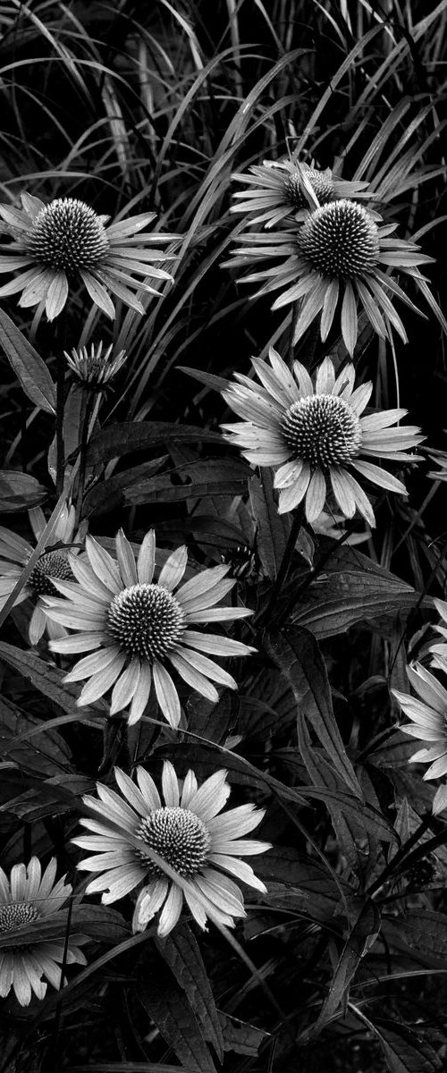 Purple Flowers by Robert Tolchin