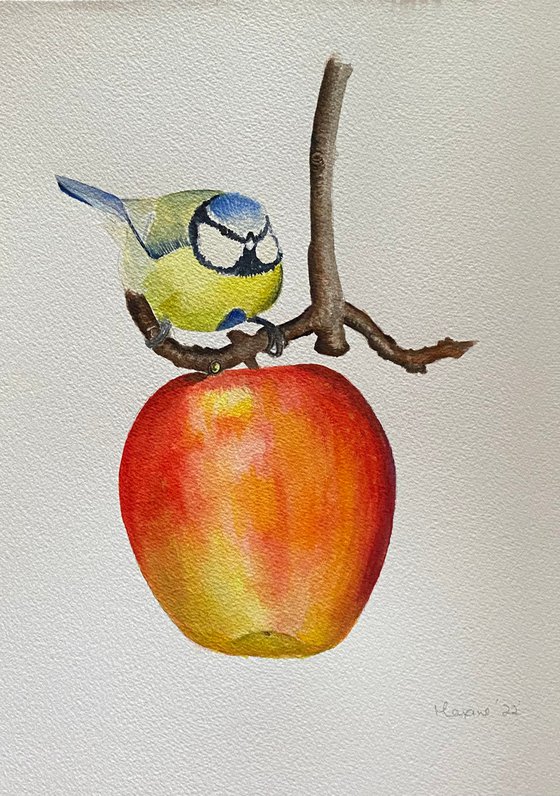 Blue tit on apple