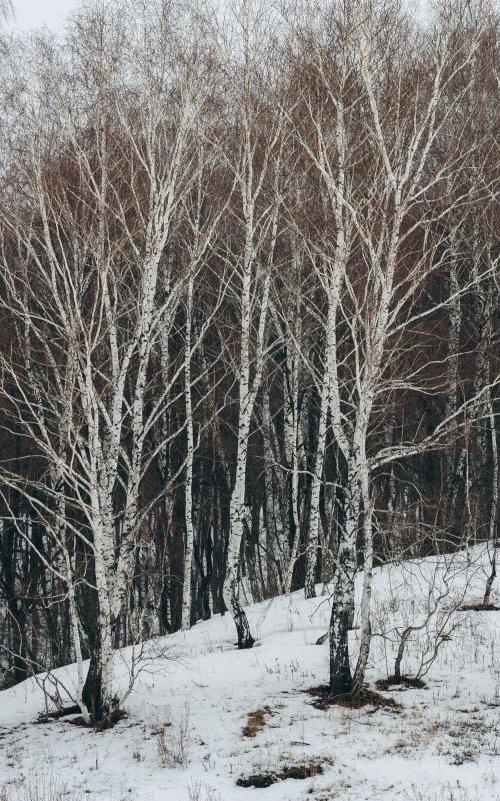 Untitled birches by Artem Korenuk