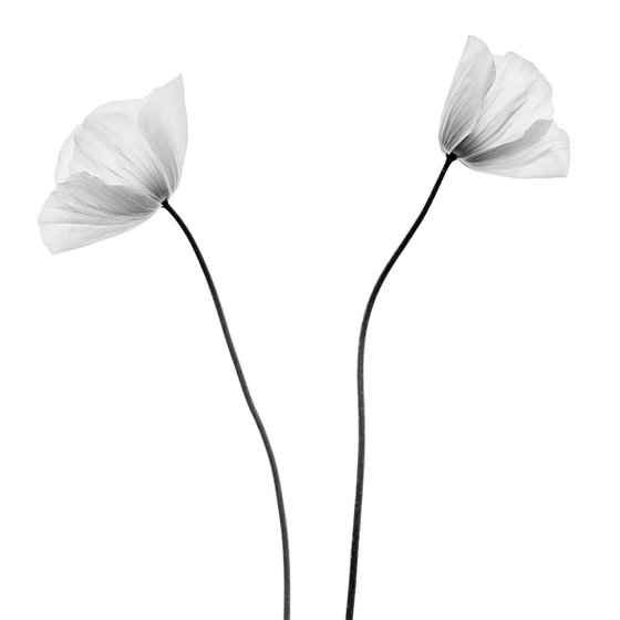 Two Poppies