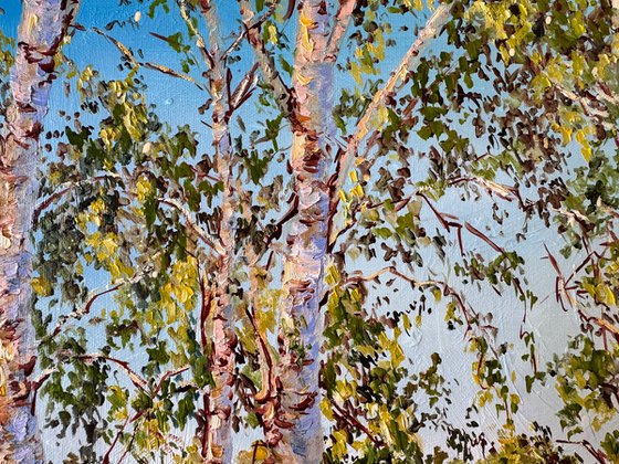 Birch Trees in the Sunshine