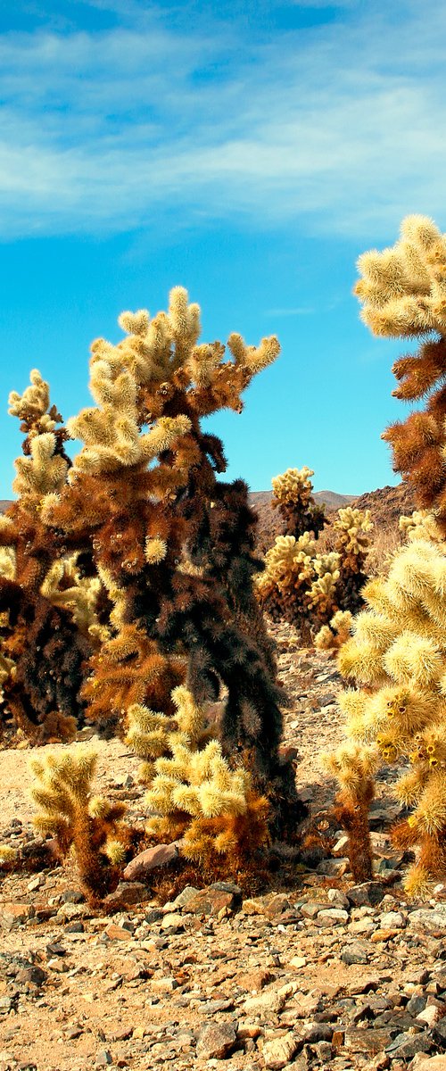 CHOLLA DAY Joshua Tree CA by William Dey