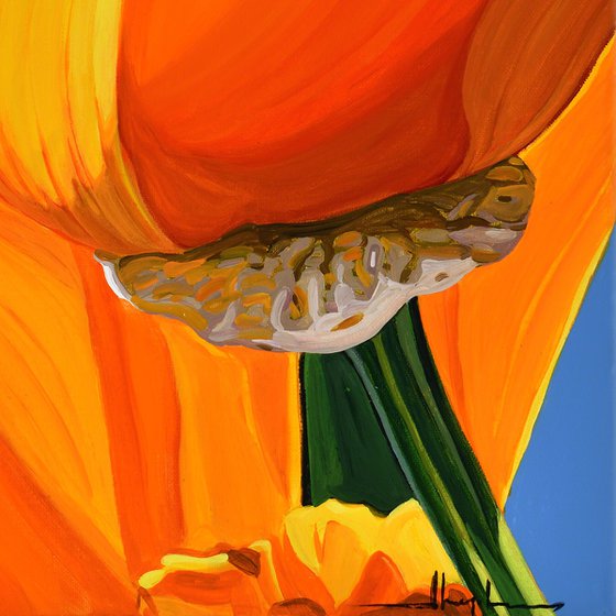 Californian Poppy and Wind #6
