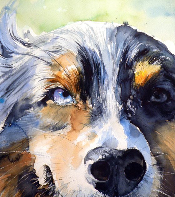 Dog portrait