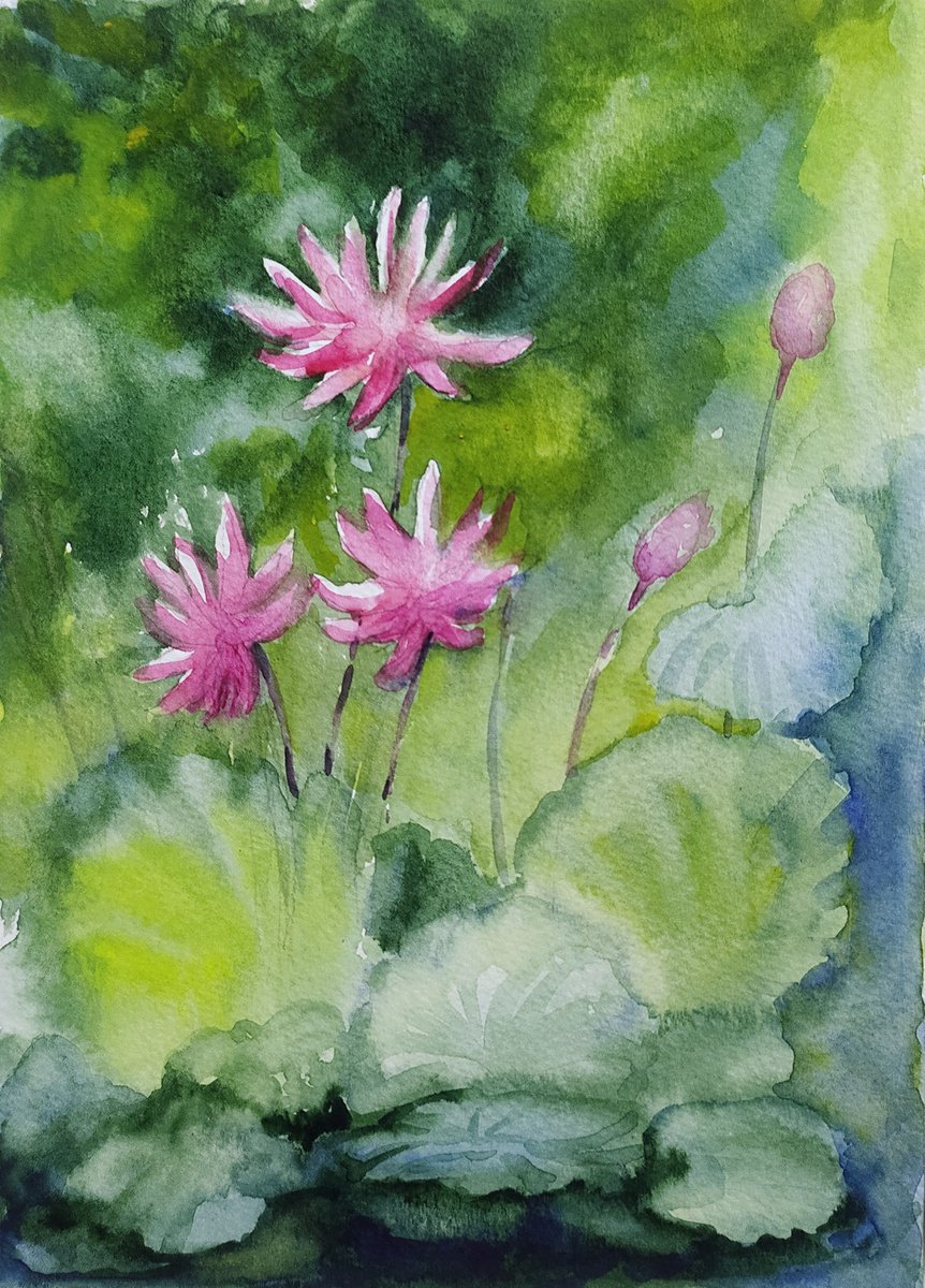 Pink Water Lilies Sl. No 18 watercolors size 5.8x 8.3 by Asha Shenoy