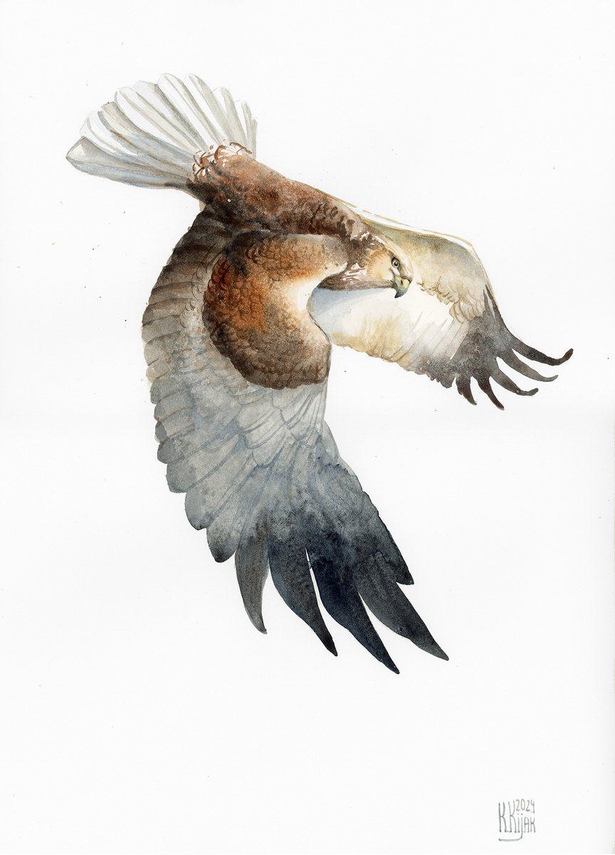 Animal Watercolour By Karolina Kijak, 12 X 16", Western Marsh Harrier, Original Artwork