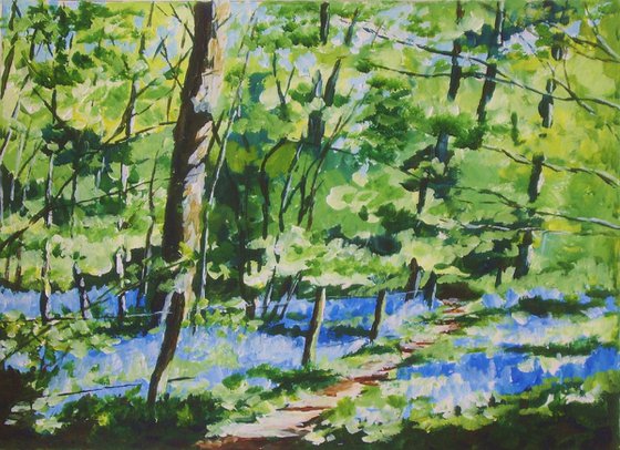 Bluebell Woods 5