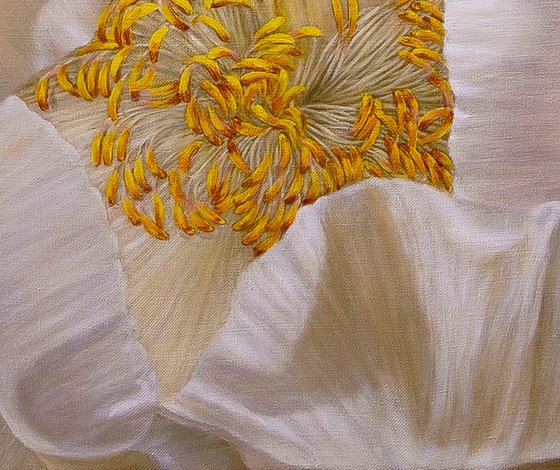 Peony, Soul of a Flower