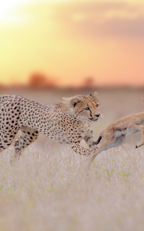 Cheetah Game by Ozkan Ozmen