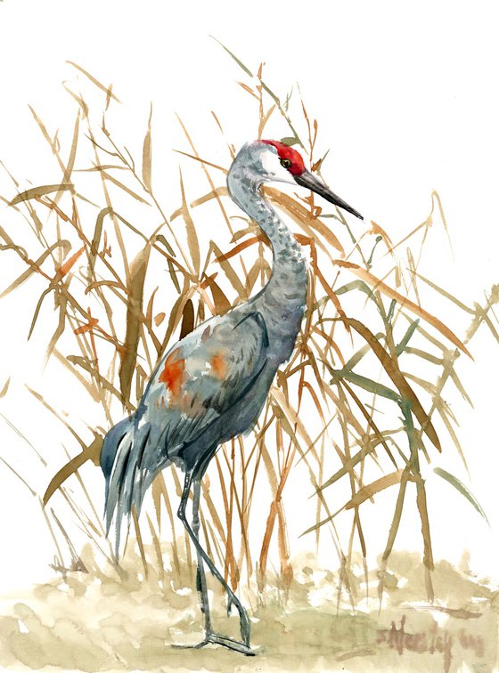 Sandhill Crane