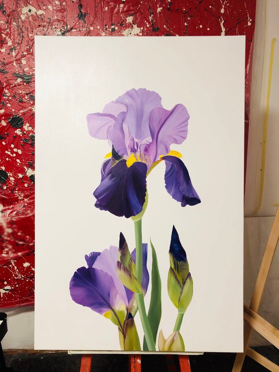 Iris flower spring, garden, botanical