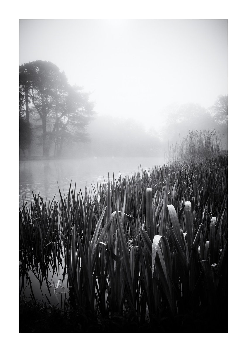 Two Swans by David Baker