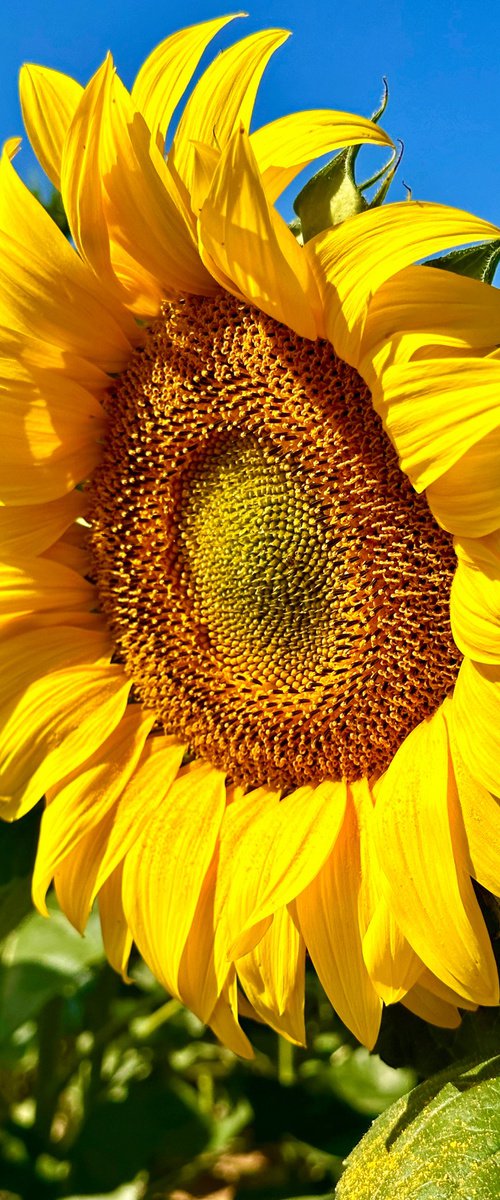 Normandy Sunflower by Alex Cassels