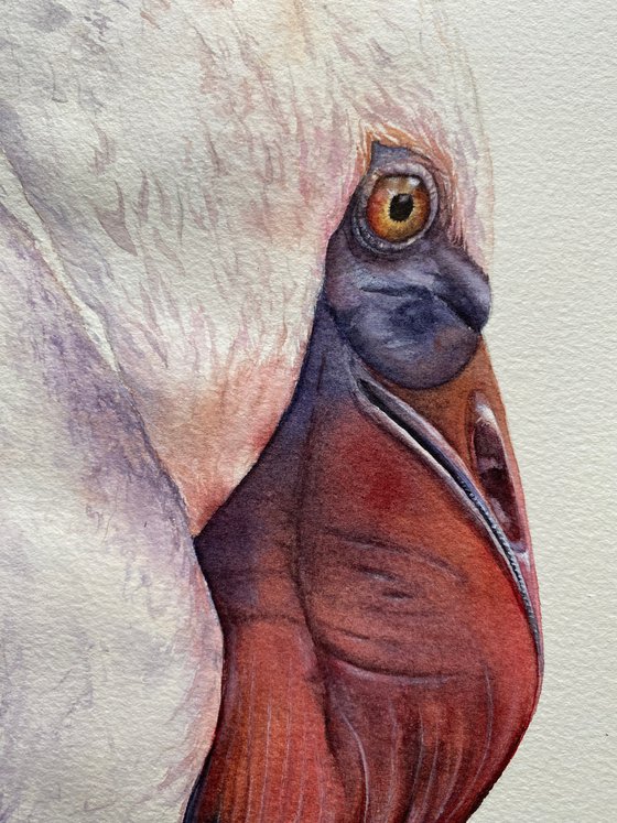 Elegant Flamingo, bird portrait
