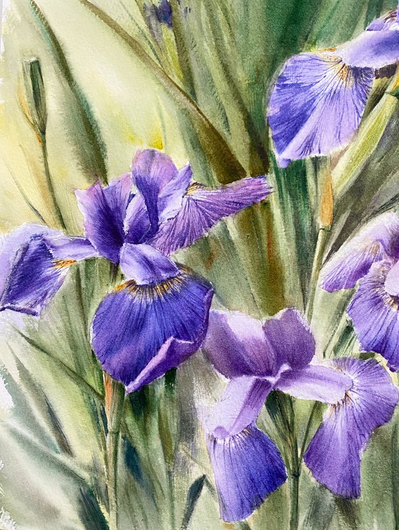 Irises