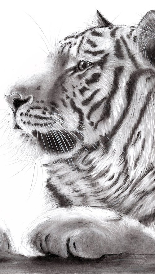 Tiger by Dalia Binkiene
