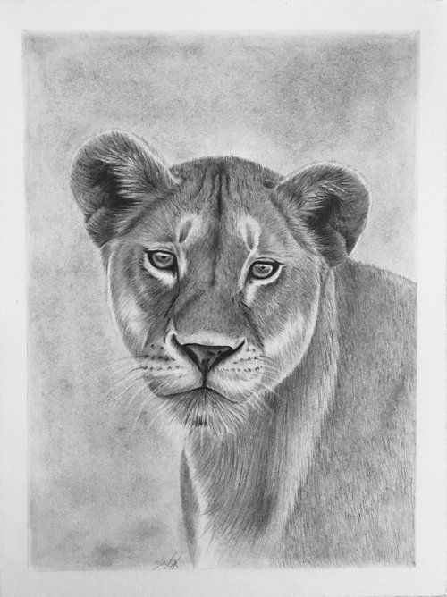 Lioness by Amelia Taylor