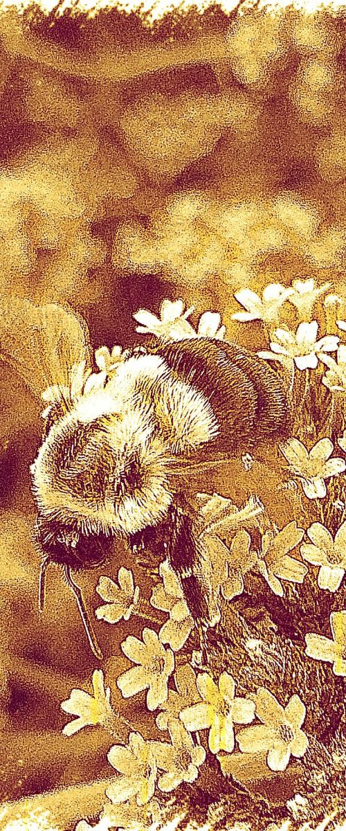 Honey Bumble Bee by Barbara Storey