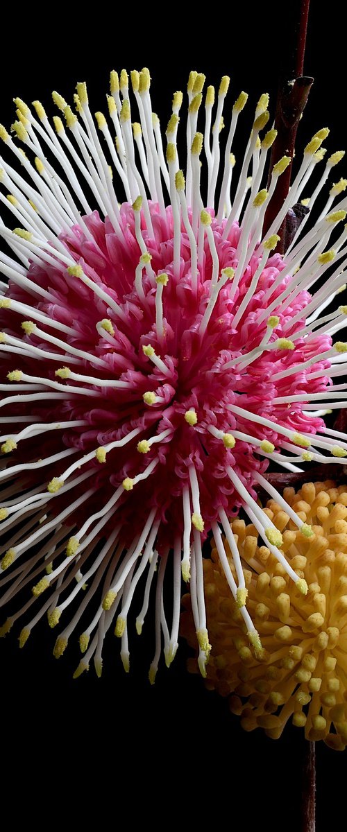 Hakea Supernova by Nadia Culph