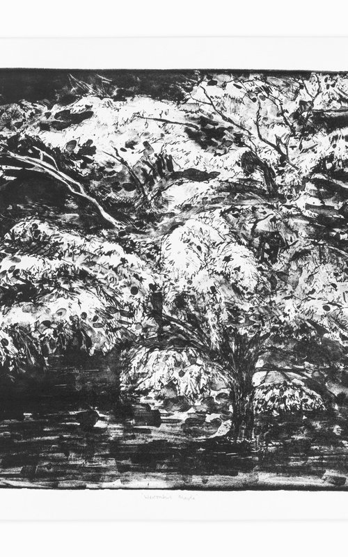 Westonbirt Maple by Fiona Hamilton