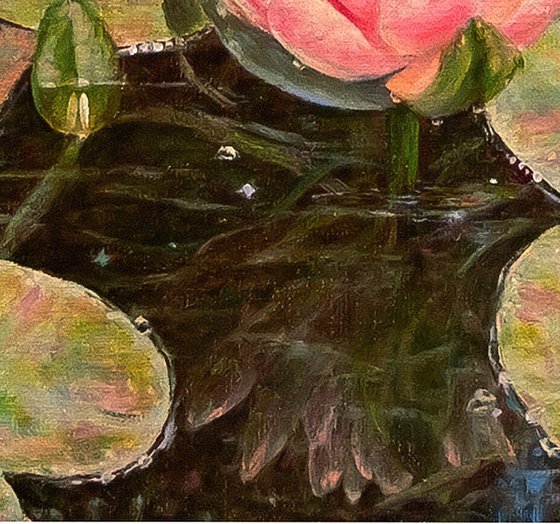 Water Lily Pond