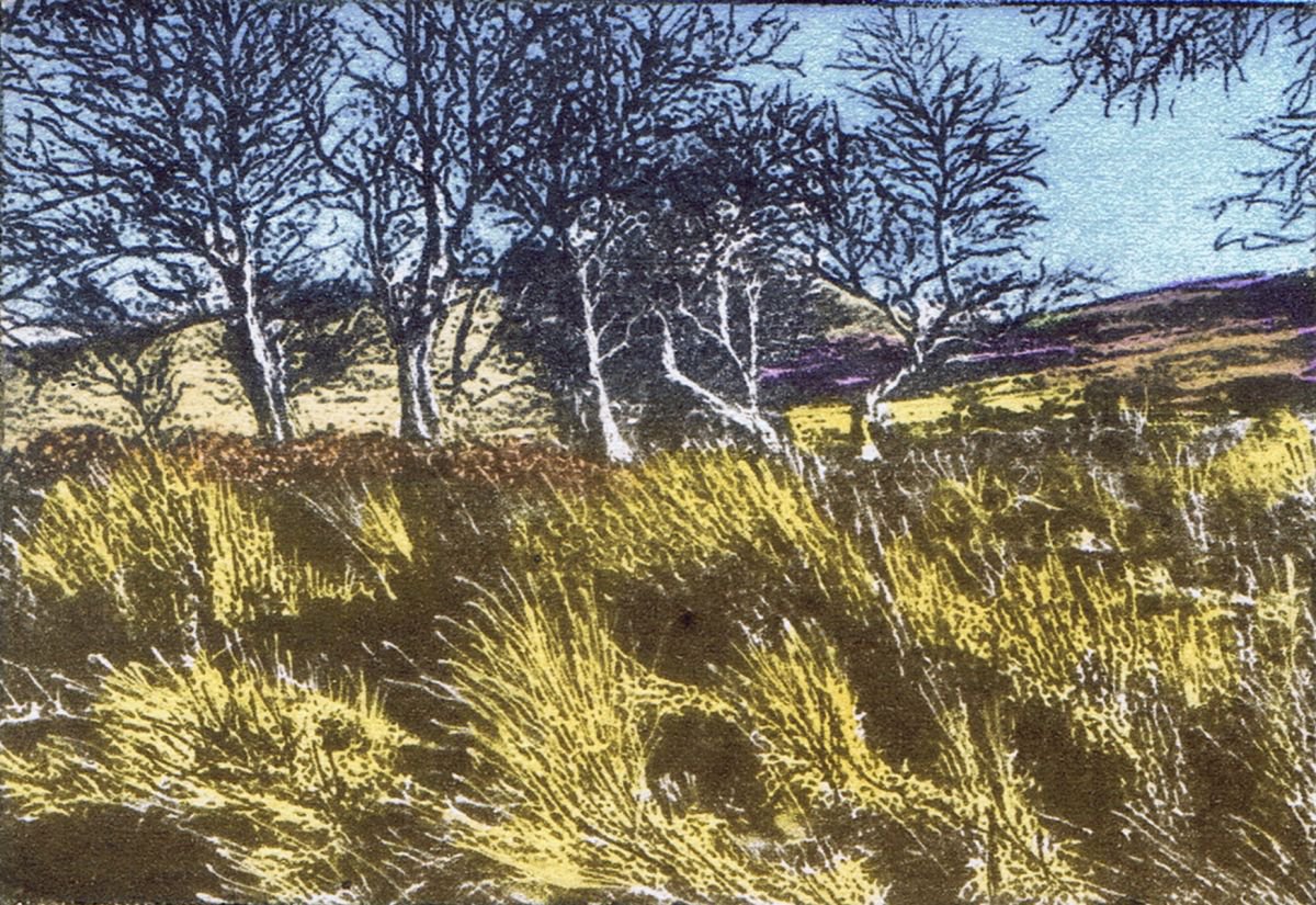 Birches by Aidan Flanagan Irish Landscapes
