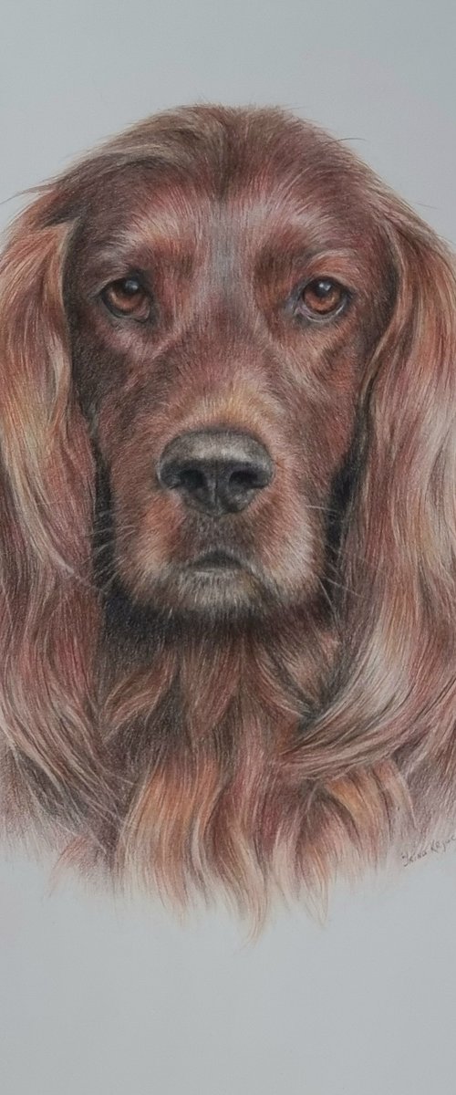 Irish Setter Portrait by Irina Kryuchkova