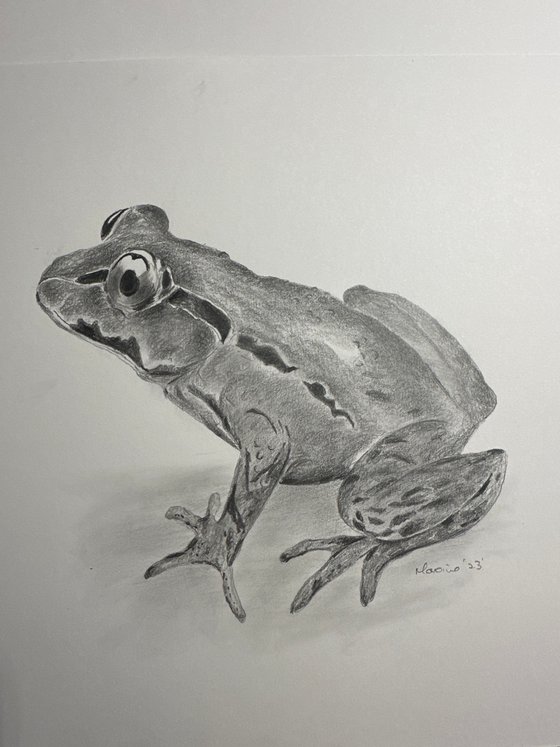 Sitting frog