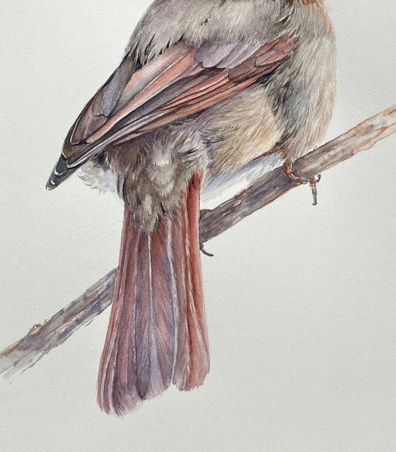 Cardinal lady