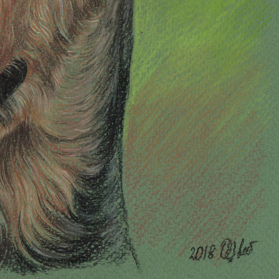 Pastel portrait of airedale terrier