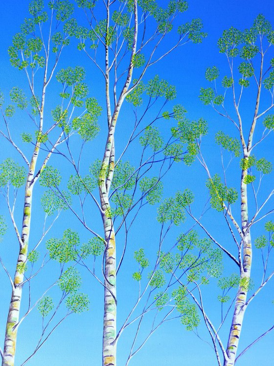 Silver Birch Trees in Spring