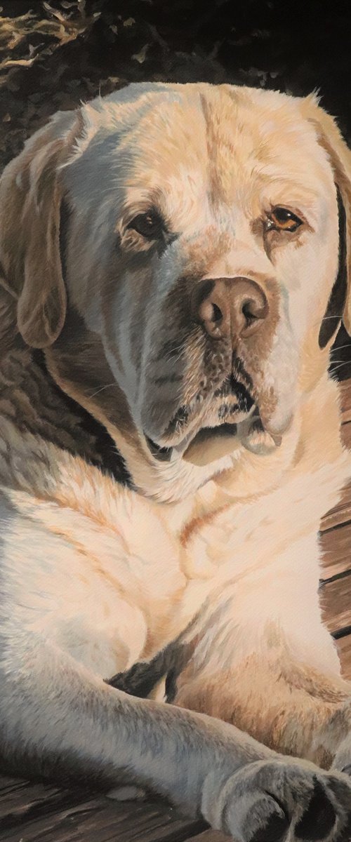 Sunrise,yellow Labrador by Julian Wheat