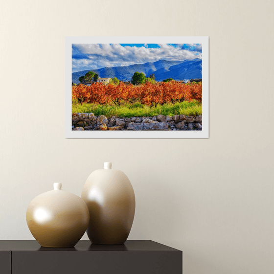 Vinyard. Limited Edition 1/50 15x10 inch Photographic Print