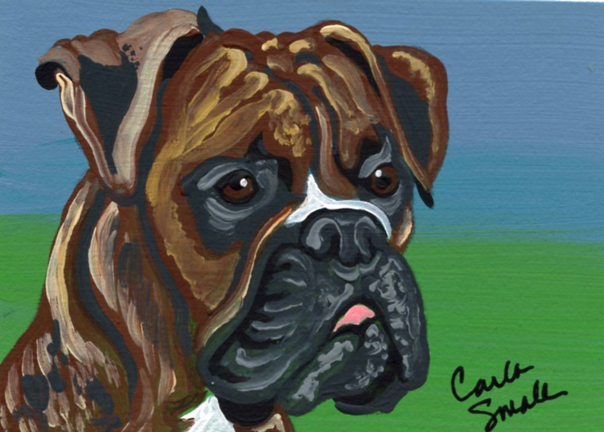 Boxer Dog by Carla Smale