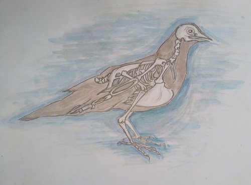 pigeon's sceleton by Sara Radosavljevic
