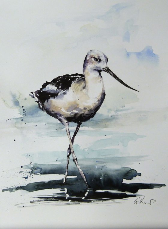 Avocet.