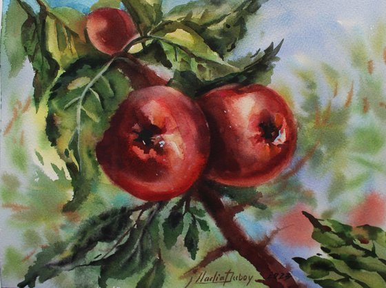 Apples. Original artwork .