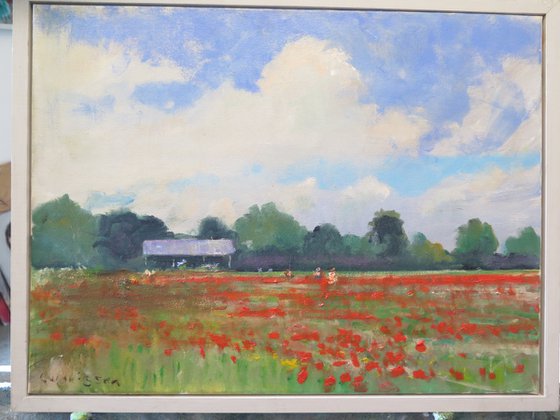 Poppy Field Near York 2