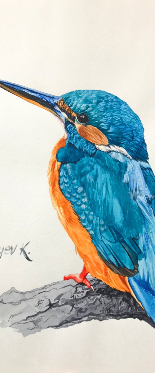 Kingfisher from the collection "Watercolor birds" by Kakajan Charyyev