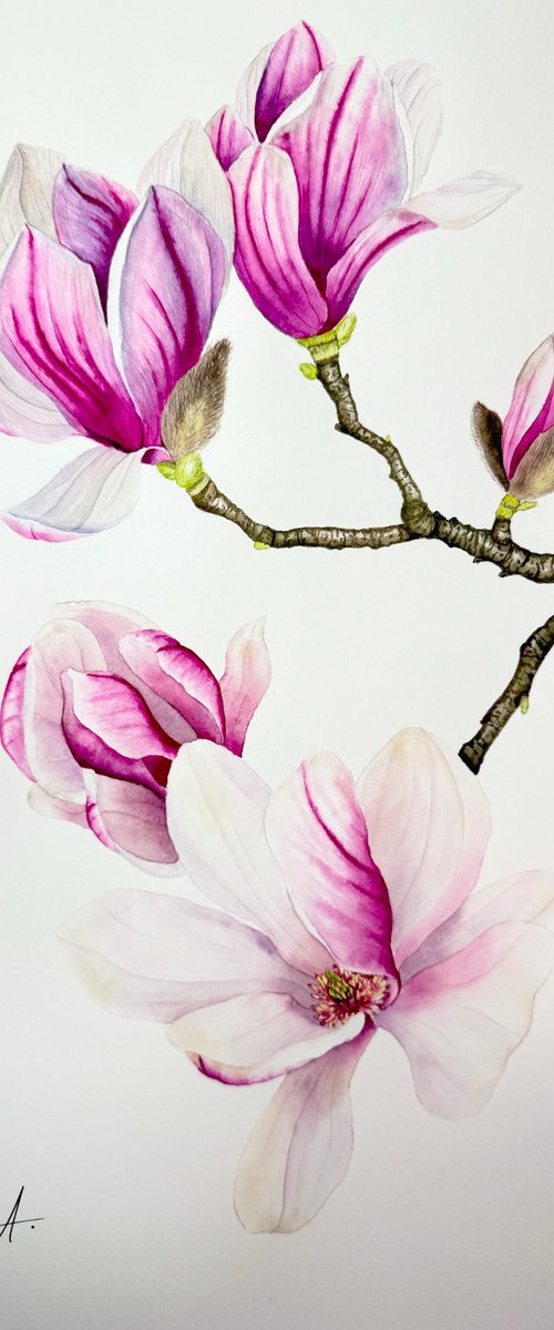 Magnolia Branch by Oksana Abdukadyrova