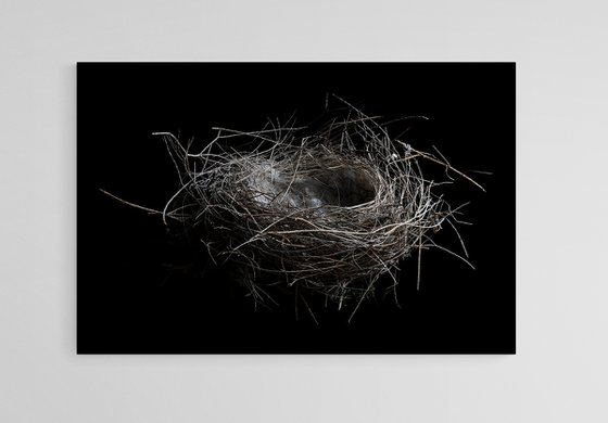 Bird's Nest