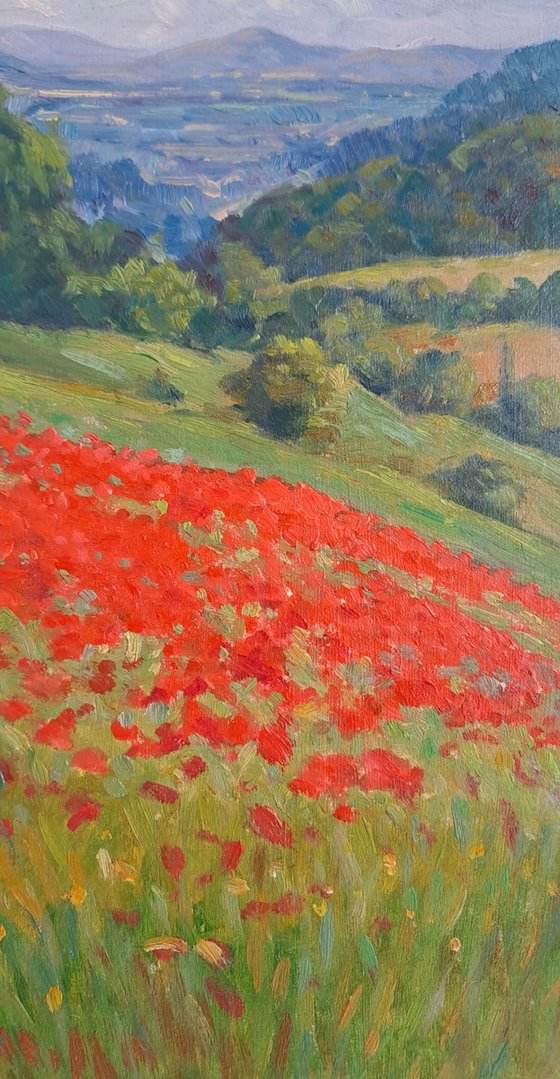 Field of poppies in Tuscany