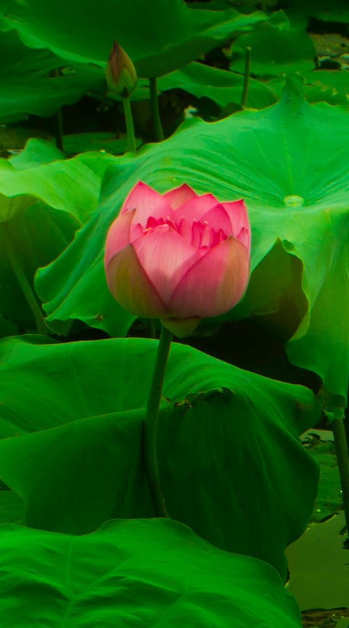 The Lotus Flower (Framed) by Viet Ha Tran