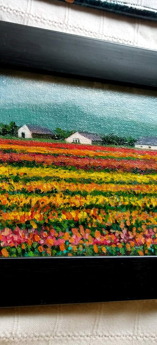 Miniature Tulip Fields of Holland by Asha Shenoy