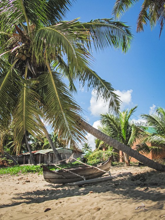 COCONUT TREE