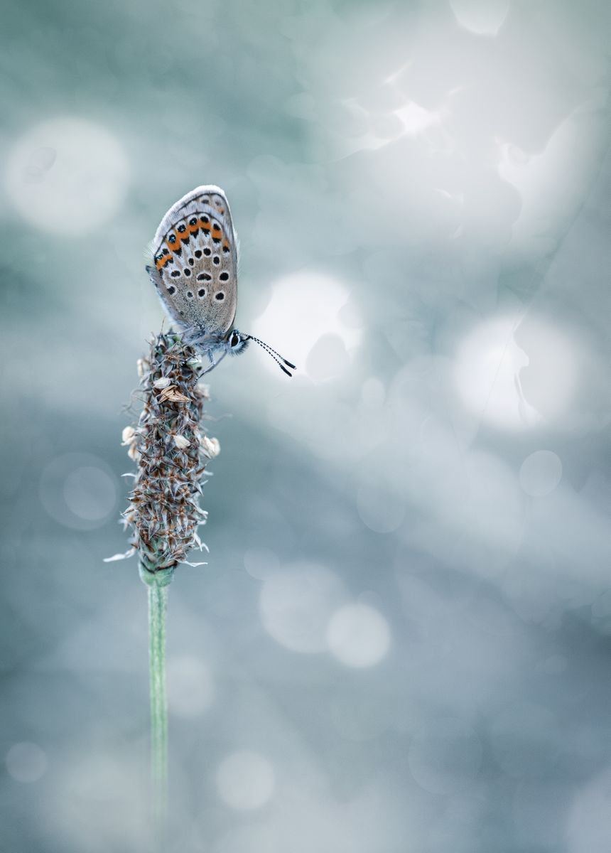Photorealistic Photograph , Silver Studded Blue Butterfly By Paul Nash, 16 X 24, Artwork For Sale On Artfinder