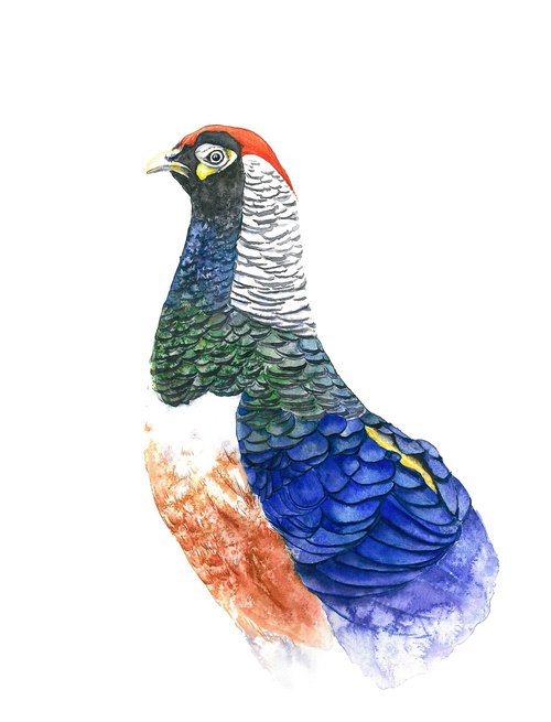 Beautiful Pheasant Bird in Vibrant Colors - Perfect Wall Art for Nature Lovers 2 by Tetiana Savchenko