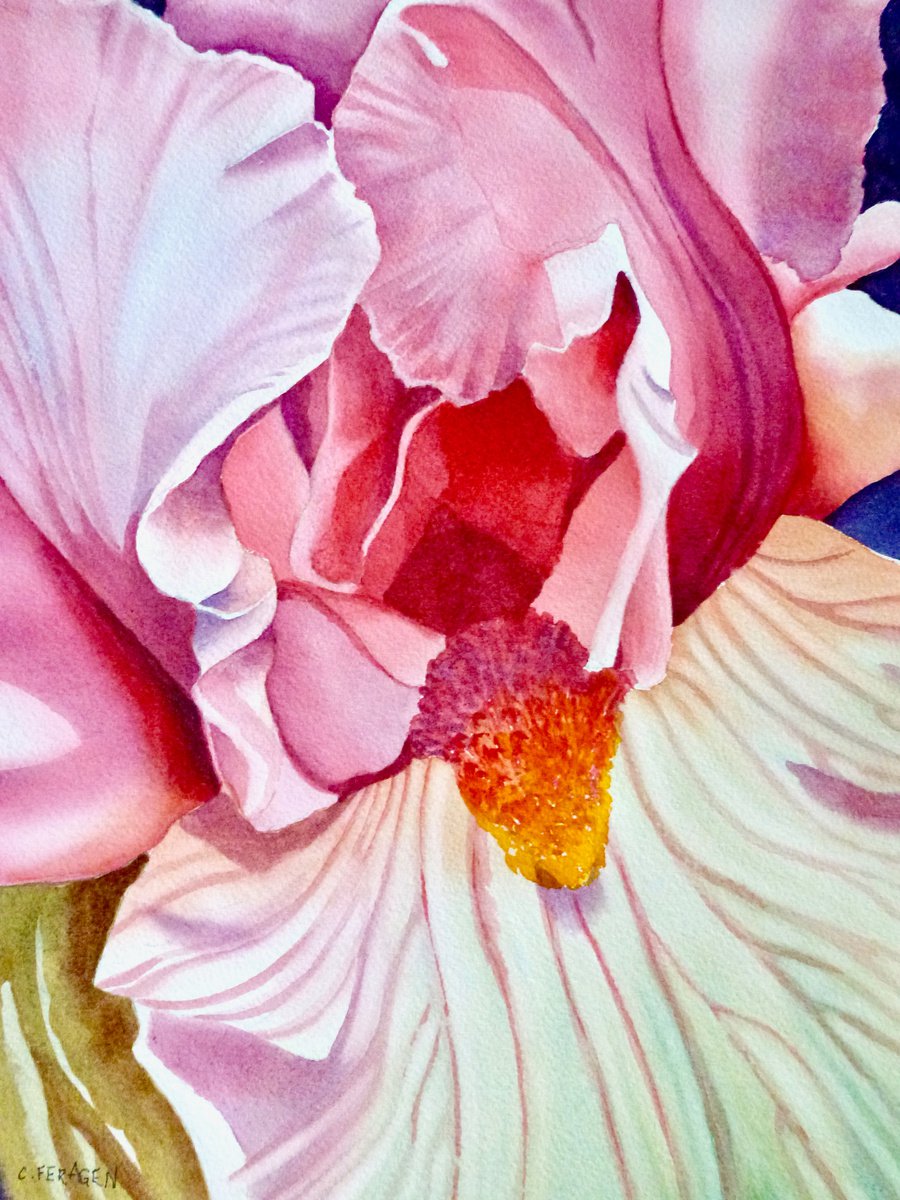 Rose Iris by Cheryl Feragen