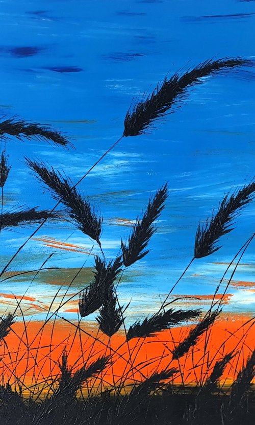 Sunset in the grass by Daniel Urbaník